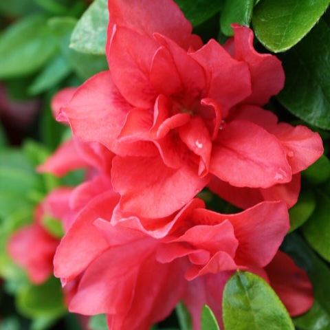 AZALEA EVERGREEN MELODY 2.5L