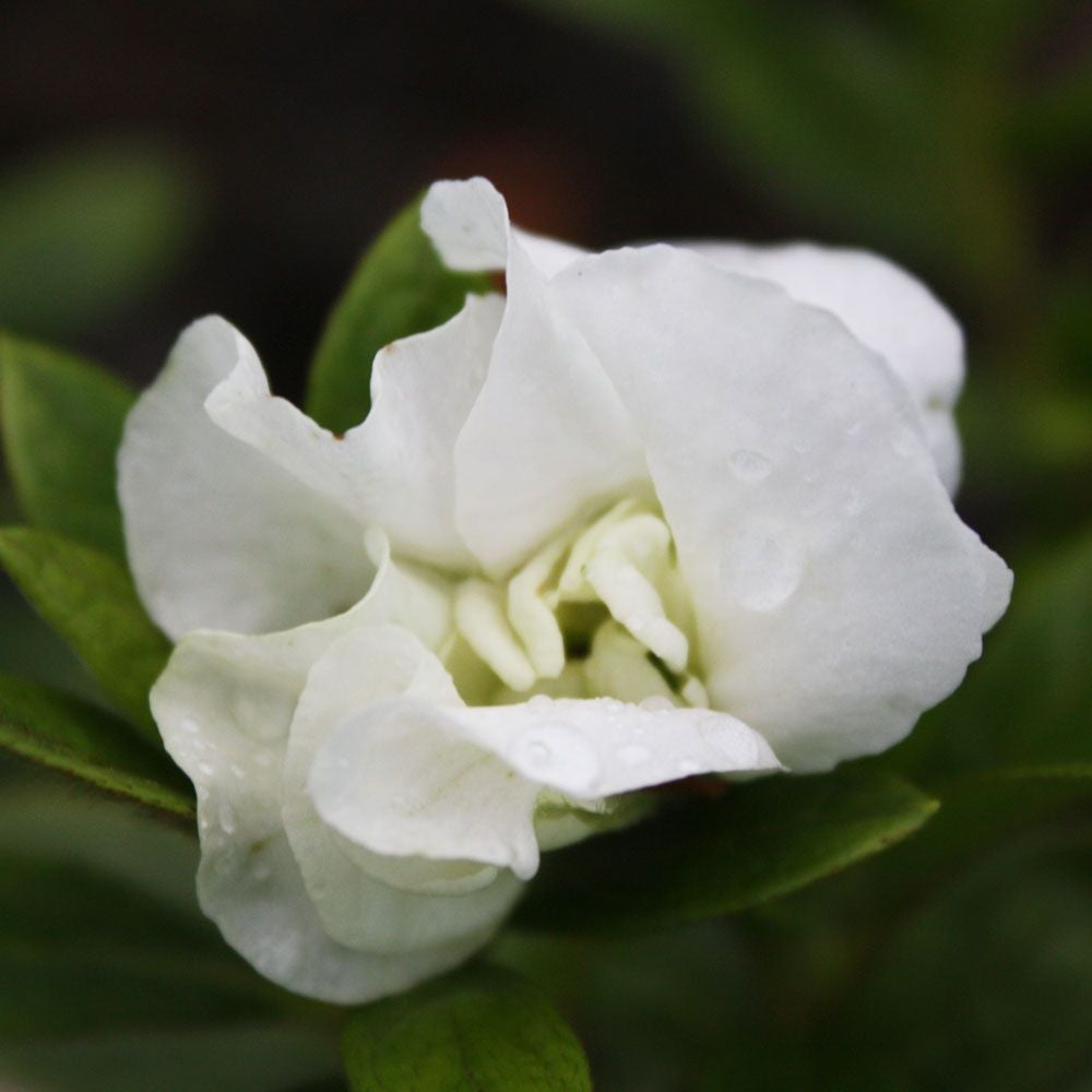 AZALEA EVERGREEN WHITE SCHAME 2.5L