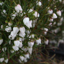 Load image into Gallery viewer, BORONIA HETEROPHYLLA ICE CHARLOTTE 2.4L
