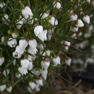 BORONIA HETEROPHYLLA ICE CHARLOTTE 2.4L