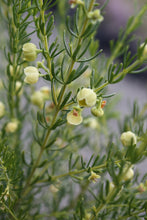 Load image into Gallery viewer, BORONIA MEGASTIGMA LUTEA 14CM
