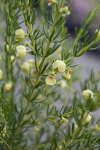 BORONIA MEGASTIGMA LUTEA 14CM