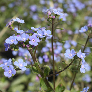 BRUNNERA SILVERHEART 2.4L