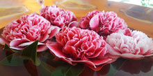 Load image into Gallery viewer, CAMELLIA JAPONICA VOLUNTEER 8.5L
