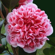 Load image into Gallery viewer, CAMELLIA JAPONICA VOLUNTEER 4.0L
