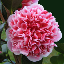 Load image into Gallery viewer, CAMELLIA JAPONICA VOLUNTEER 8.5L
