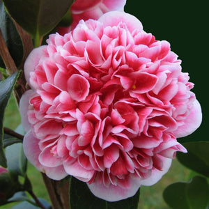 CAMELLIA JAPONICA VOLUNTEER 8.5L