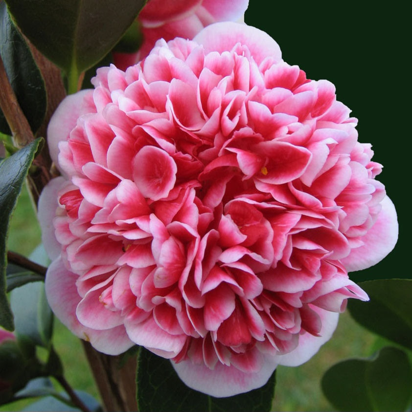 CAMELLIA JAPONICA VOLUNTEER 4.0L