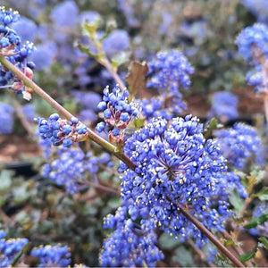 CEANOTHUS BLUE SAPPHIRE 3.3L