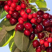 Load image into Gallery viewer, CHERRY GRUMPY 8.5L
