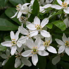 Load image into Gallery viewer, CHOISYA TERNATA MEXICAN ORANGE BLOSSOM 2.7L
