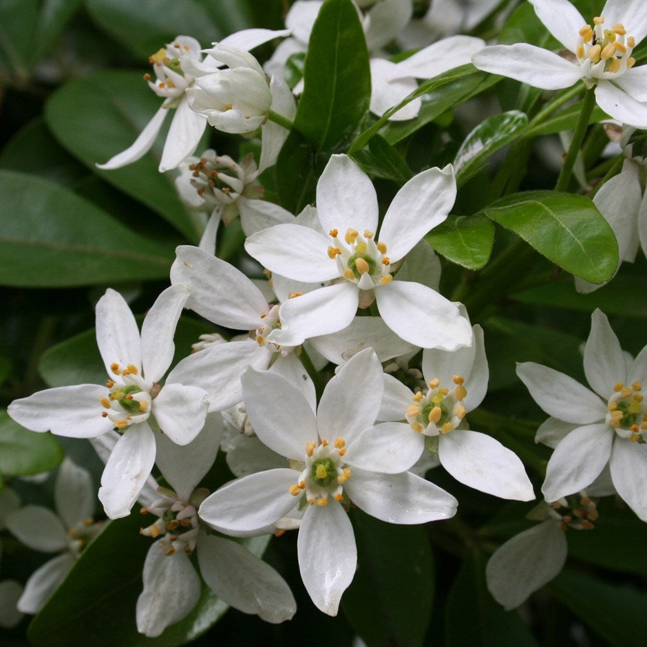 CHOISYA TERNATA MEXICAN ORANGE BLOSSOM 2.7L