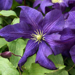 CLEMATIS HYBRID AOTEAROA 3.5L