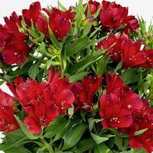 Load image into Gallery viewer, ALSTROEMERIA INCA AMSTERDAM 14CM
