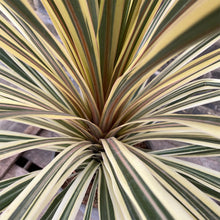 Load image into Gallery viewer, CORDYLINE TORBAY DAZZLER 6.0L
