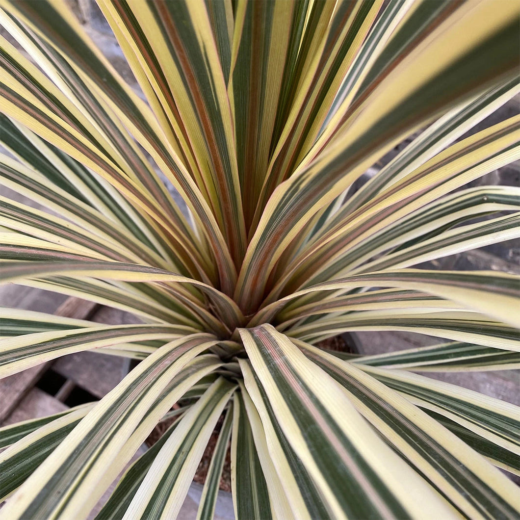 CORDYLINE TORBAY DAZZLER 6.0L