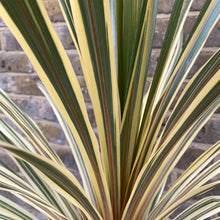 Load image into Gallery viewer, CORDYLINE TORBAY DAZZLER 6.0L
