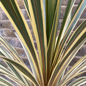 CORDYLINE TORBAY DAZZLER 6.0L