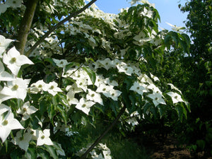 CORNUS KOUSA NATIONAL PB18