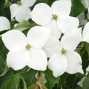 CORNUS KOUSA NATIONAL PB18