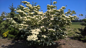 CORNUS KOUSA NATIONAL PB18