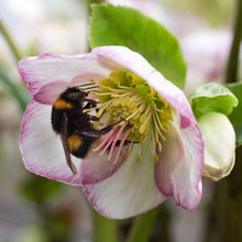 Load image into Gallery viewer, HELLEBORUS GLANDORFENSIS ICE N ROSES PICOTEE 2.4L
