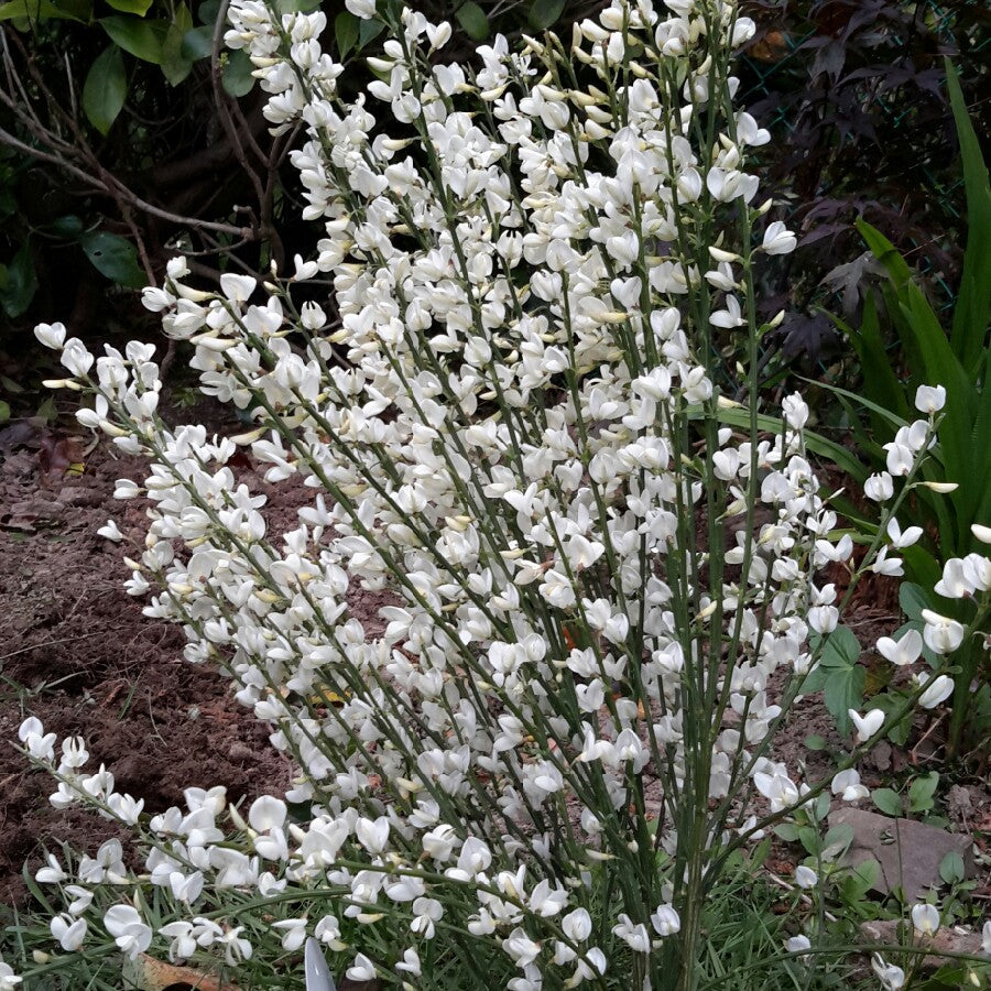 CYTISUS ALBUS 2.5L