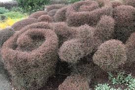 MUEHLENBECKIA ASTONII SHRUBBY TORORARO 1.0L