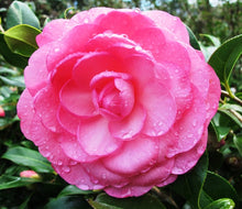 Load image into Gallery viewer, CAMELLIA HYBRID DREAMBOAT 4.0L
