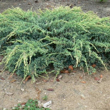 Load image into Gallery viewer, JUNIPERUS SQUAMATA HOLGER 8.5L
