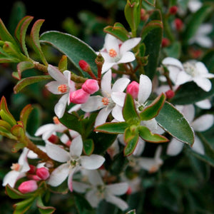 ERIOSTEMON BOURNDA BEAUTY 3.5L