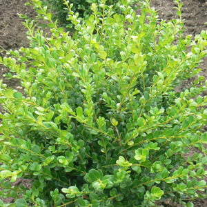 BUXUS HYBRID GREEN GEM 2.5L