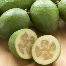 Load image into Gallery viewer, FEIJOA ANTOINETTE 6.0L
