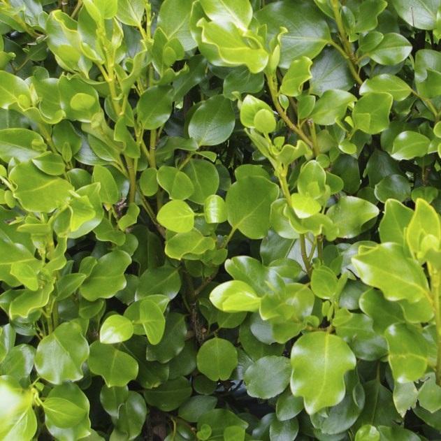 GRISELINIA BROADWAY MINT 2.0L