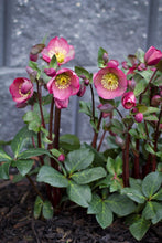 Load image into Gallery viewer, HELLEBORUS MARBLED PENNYS PINK 17CM
