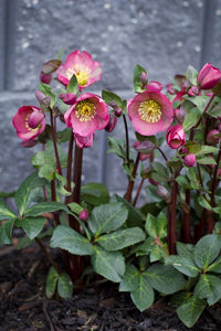 HELLEBORUS MARBLED PENNYS PINK 17CM