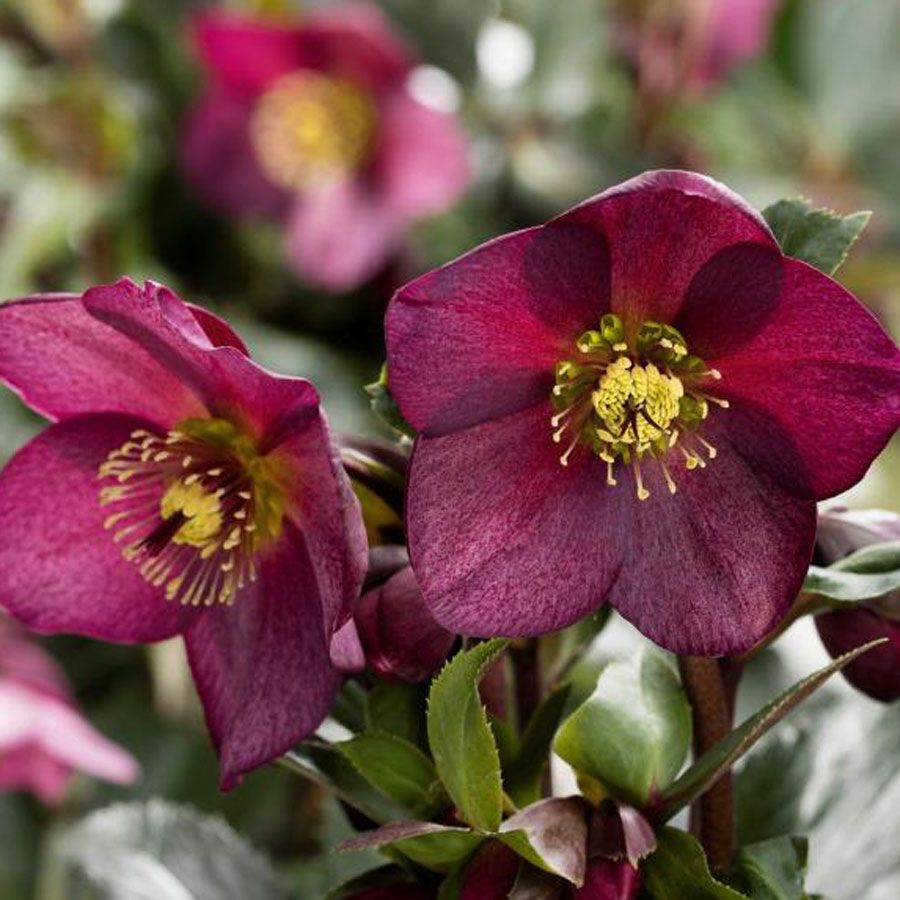 HELLEBORUS GLANDORFENSIS ICE N ROSES EARLY RED