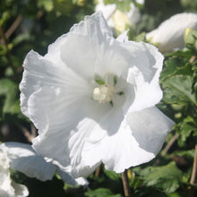 Load image into Gallery viewer, HIBISCUS SYRIACUS DIANA 8.5L
