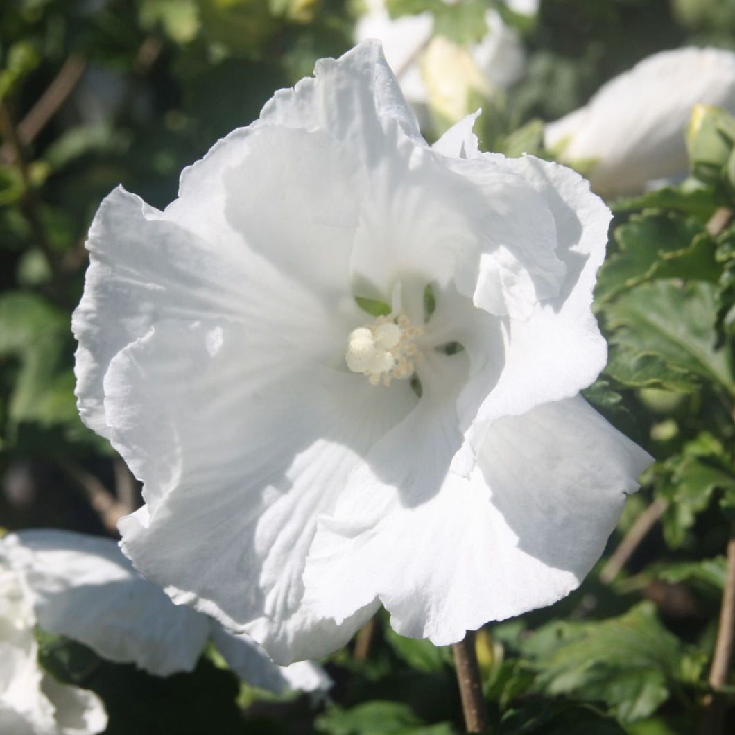 HIBISCUS SYRIACUS DIANA 8.5L