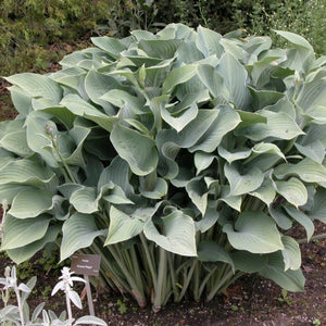 HOSTA KROSSA REGAL 2.0L