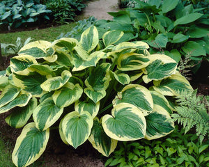 HOSTA TWILIGHT 2.0L