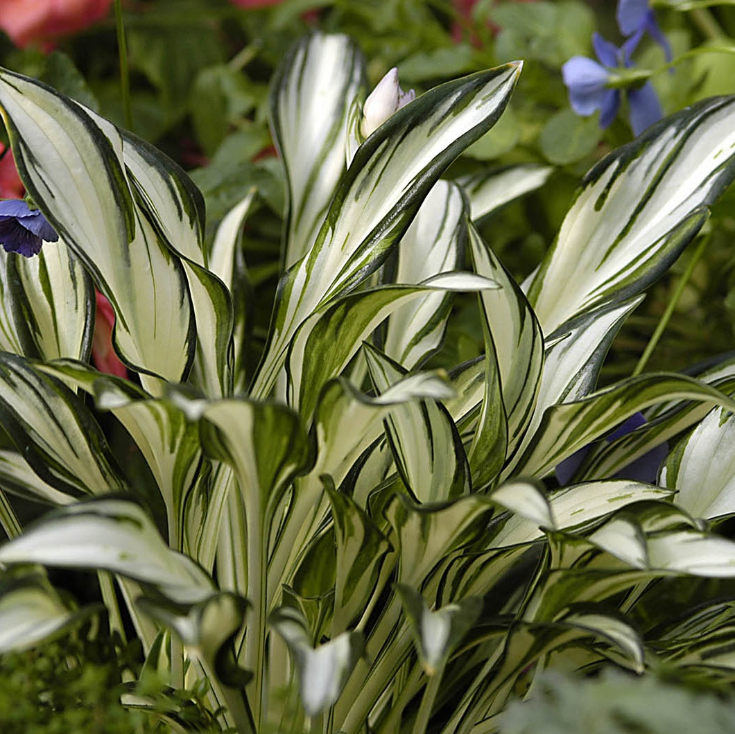 HOSTA FIREWORKS 2.4L