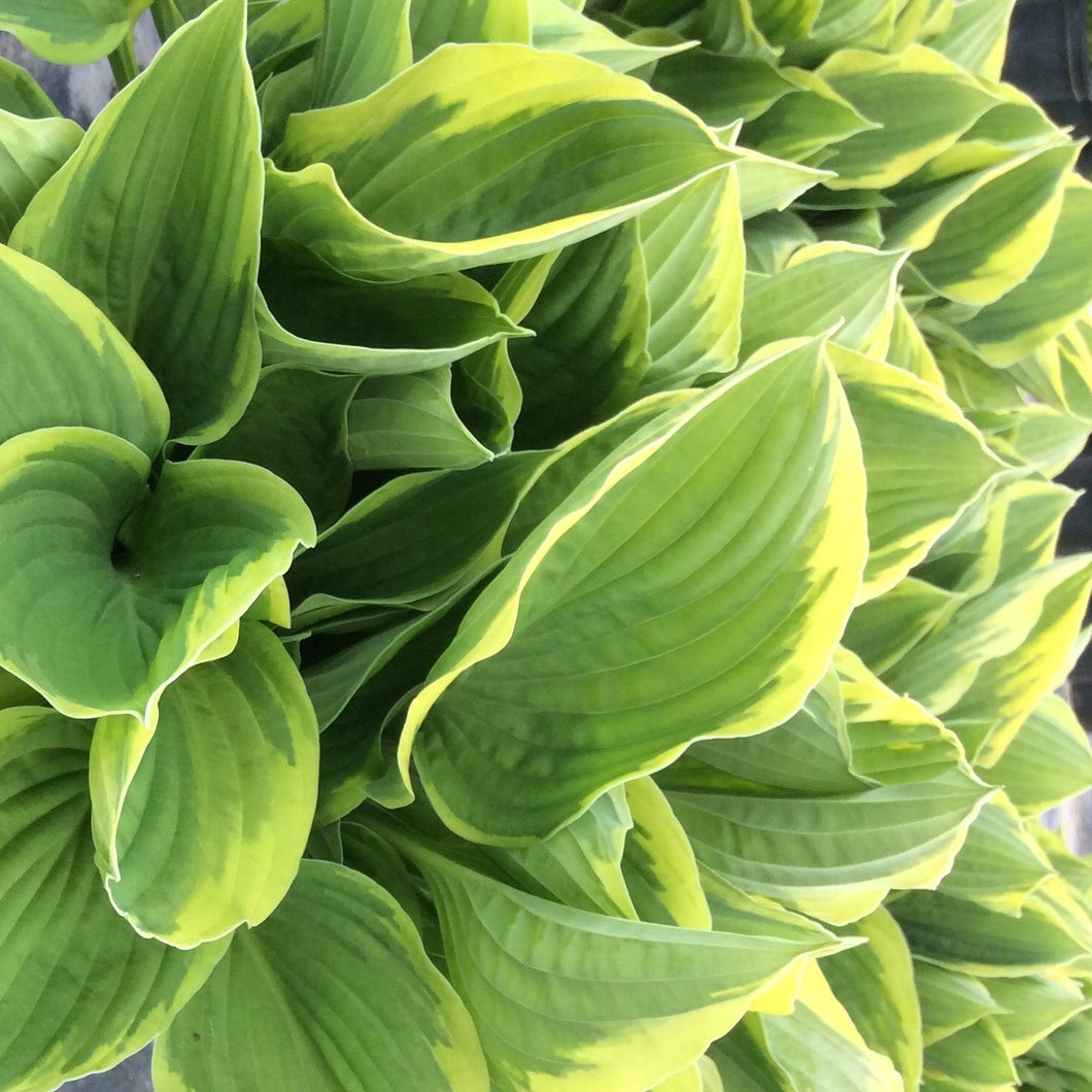 HOSTA FORTUNEI AUREOMARGINATA 2.0L