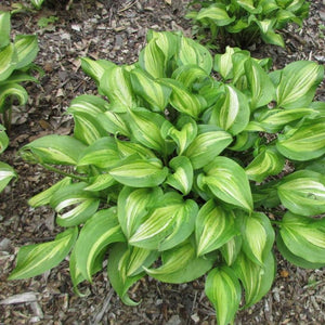 HOSTA GEISHA 2.4L