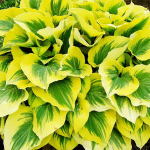 HOSTA LIBERTY 2.0L