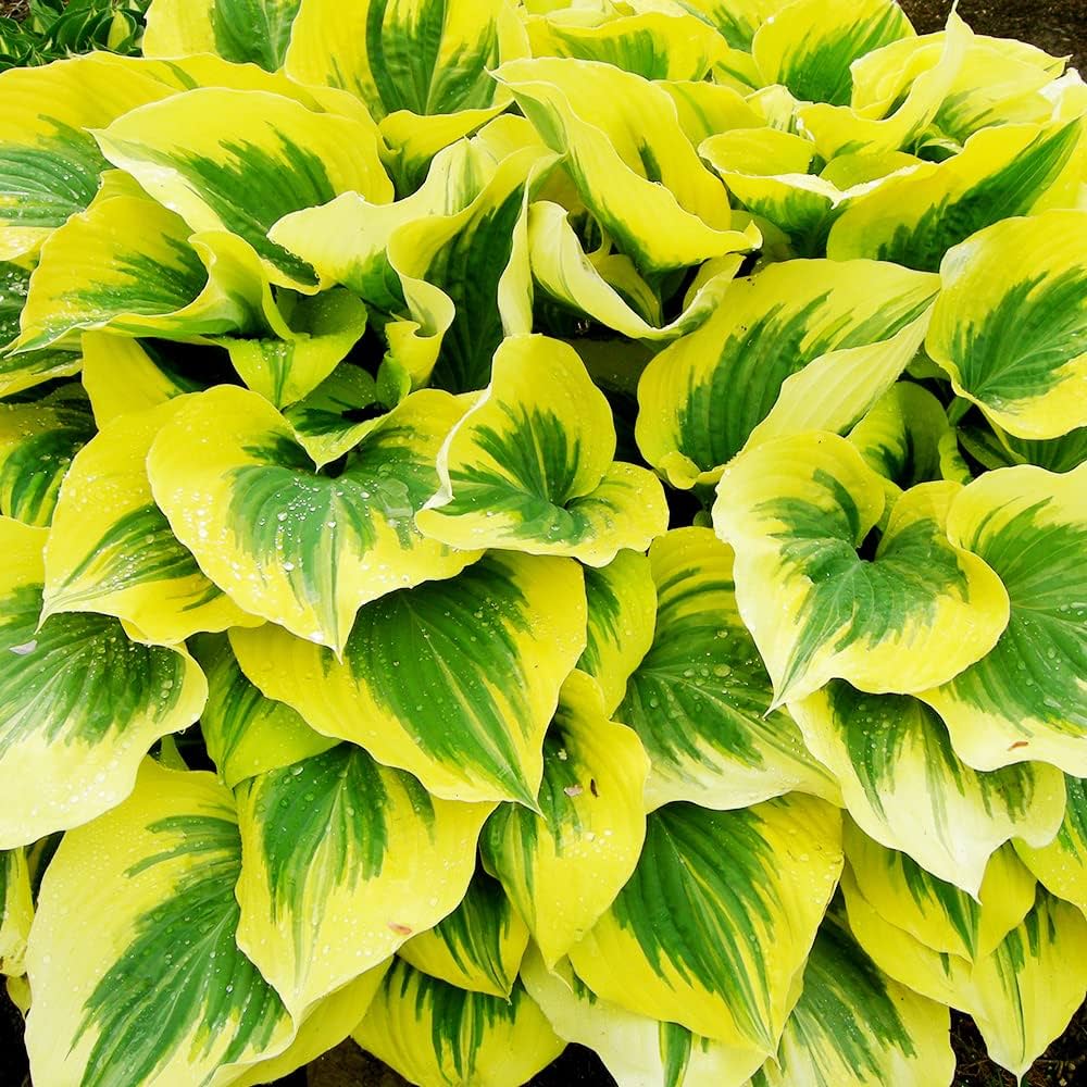 HOSTA LIBERTY 2.0L