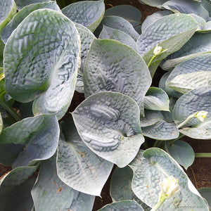 HOSTA LOVE PAT 2.0L