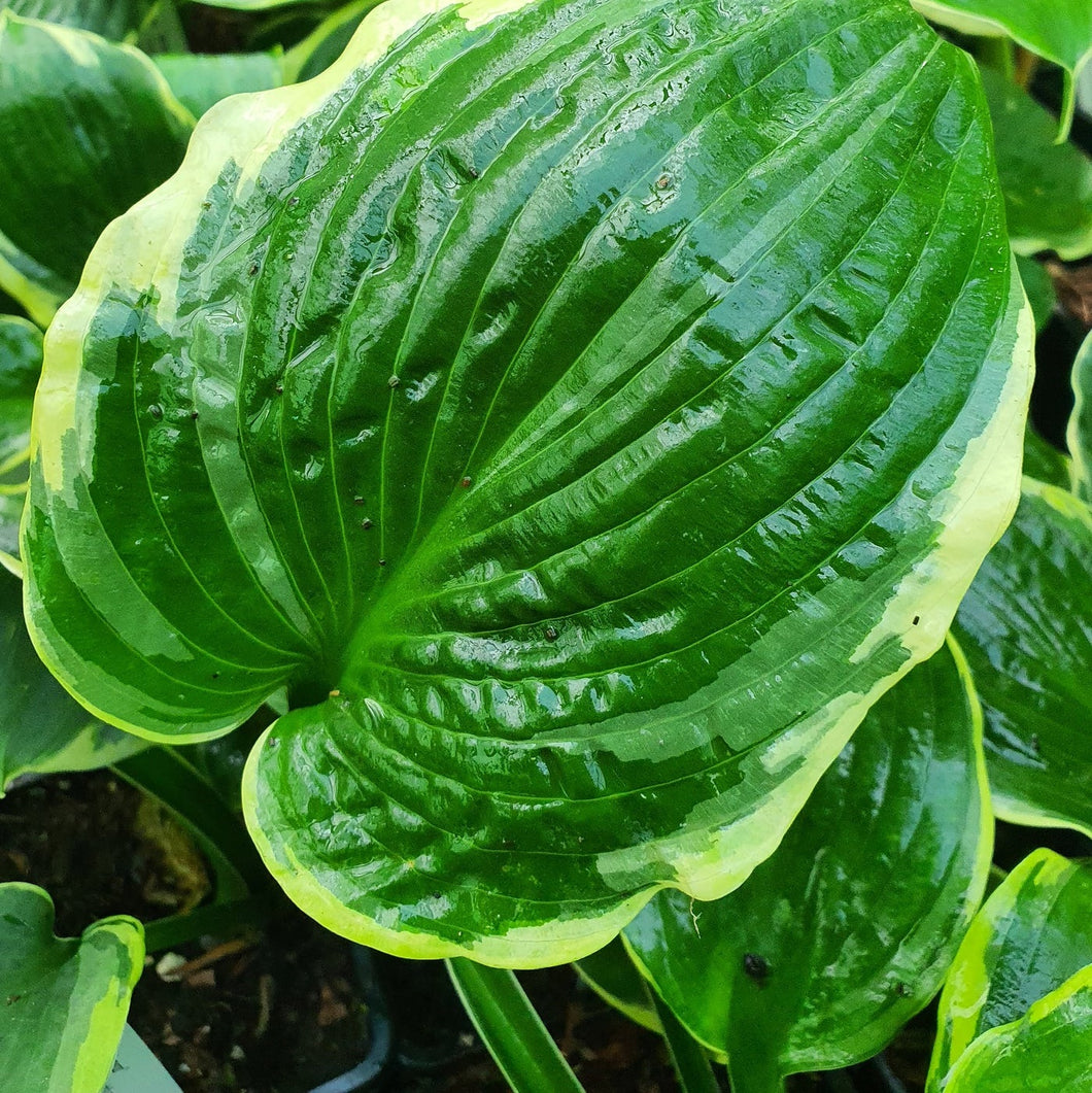 HOSTA PIZZAZZ 2.4L