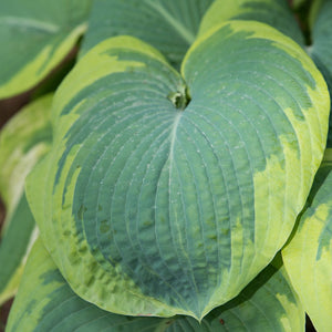 HOSTA PIZZAZZ 2.4L