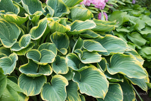 HOSTA SAGAE 2.0L